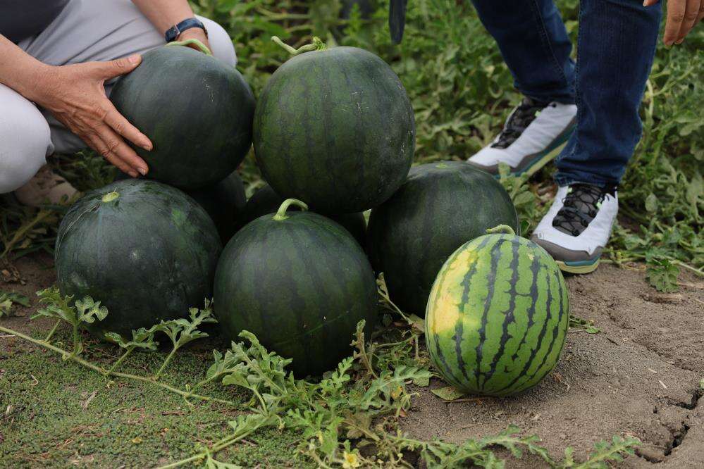 Karpuzda ezber bozan görüntü! Türkiye’de üretimi başladı 8